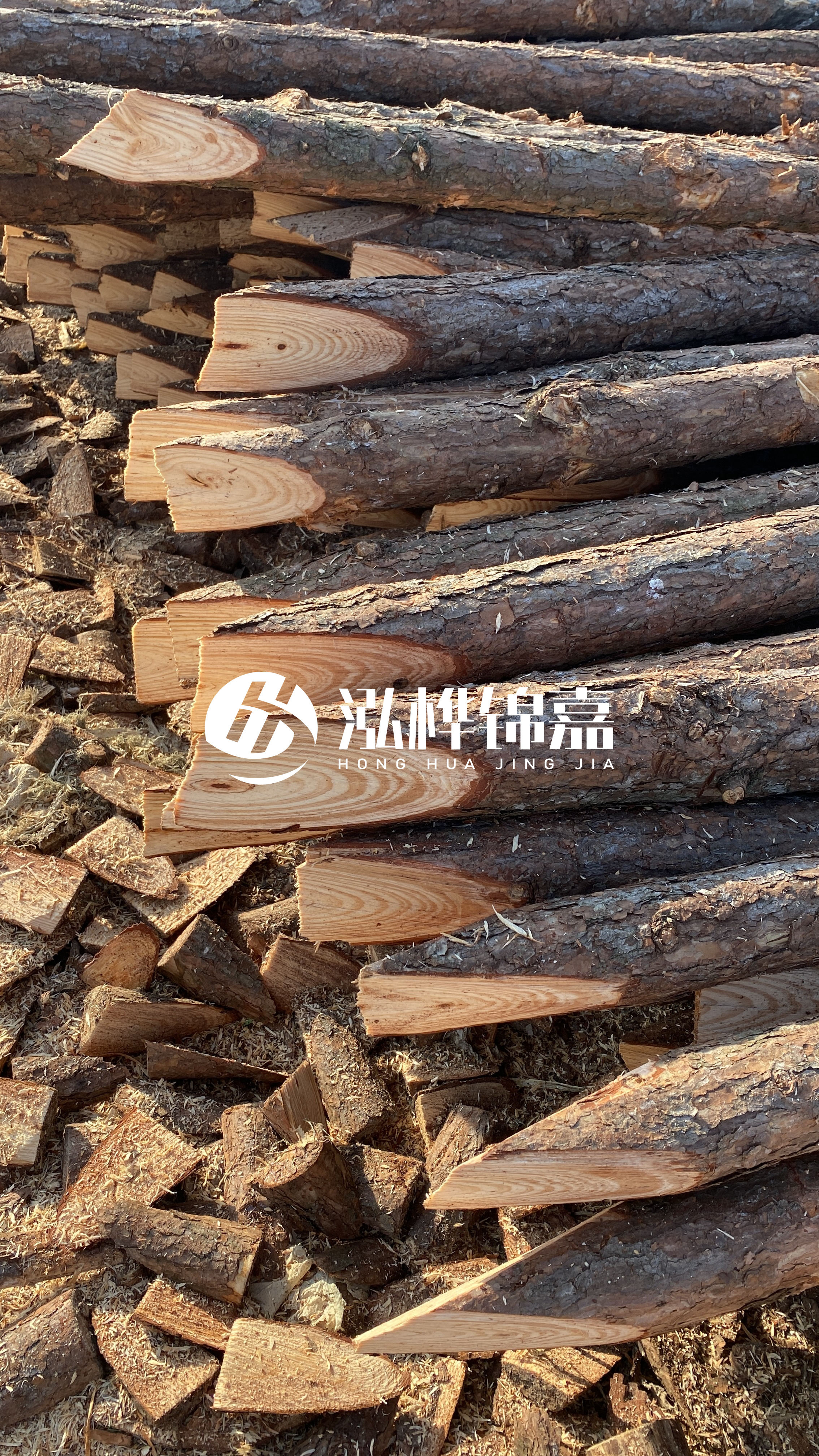 松木樁怎么分辨好壞？學(xué)會這幾招，輕松分辨松木樁好壞不踩雷！